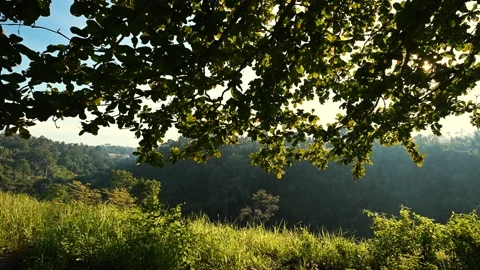 Tree broad crown on dawn Stock Footage 141501351