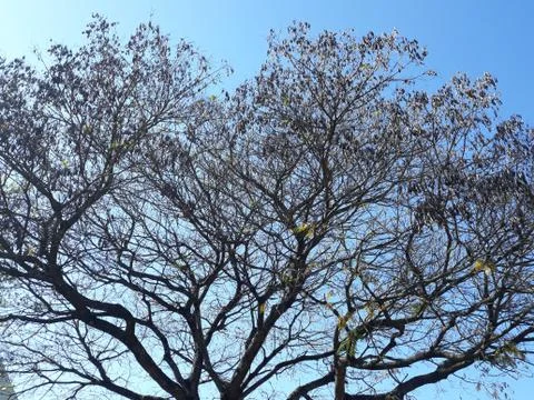 Tree with broad twigs on an extremely blue spring sky day Stock Photos