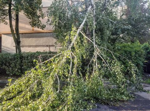 Tree broken after a storm in Baia Mare city, Romania. July 2023 Stock Photos