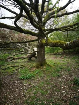 Tree With Broken Branch Stock Photos