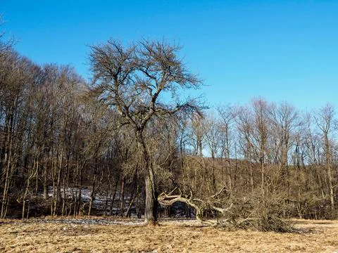 Tree with broken branch Stock Photos