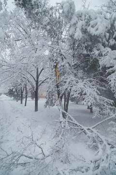 Tree with broken branches covered with heavy snow on a winter snowy day, snow Stock Photos