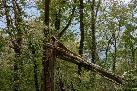 A tree broken in half by a hurricane in the forest. Stock Photos