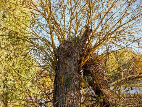 Tree broken in half over water after whirlwind Foto stock