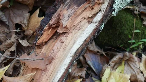 Tree broken in half sitting on the forest floor Stock-Footage 141766669