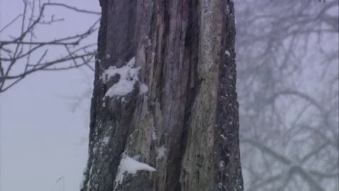 Tree with a broken hornet's nest in winter Stock Footage 288959373