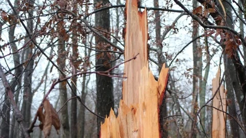 Tree broken by a hurricane wind, panorama Stock Footage 256096429
