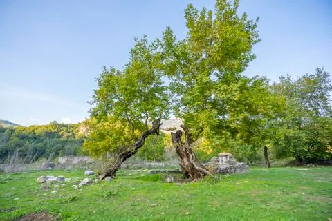 Tree, broken by lightning, after a hard storm. Stock Photos