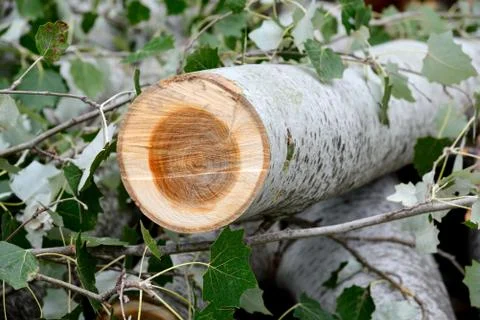 Tree broken Stock Photos