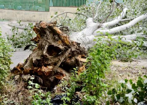 Tree broken Foto stock