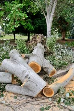 Tree broken Stock-Fotos