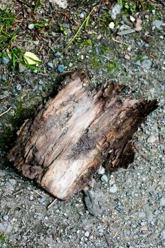 Tree broken piece macro background best quality Stock Photos