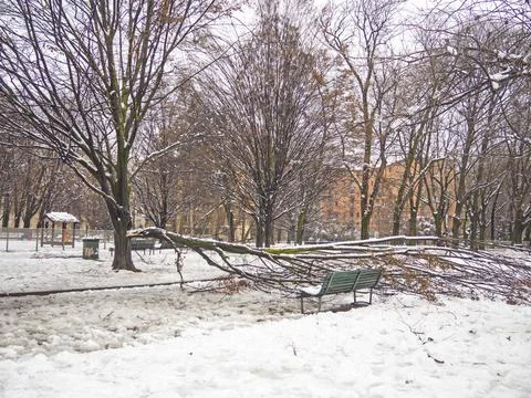 Tree broken by snow Stock Photos
