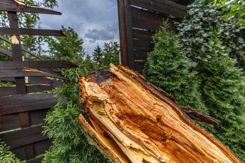 A tree broken by a strong wind, a burned spot on the tree where lightning s.. Stock Photos