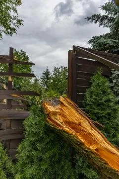 A tree broken by a strong wind, a burned spot on the tree where lightning s.. Stock Photos