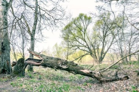Tree Broken by the Wind A broken tree in the woods in Kiev, Ukraine. It is... Fotos Stock