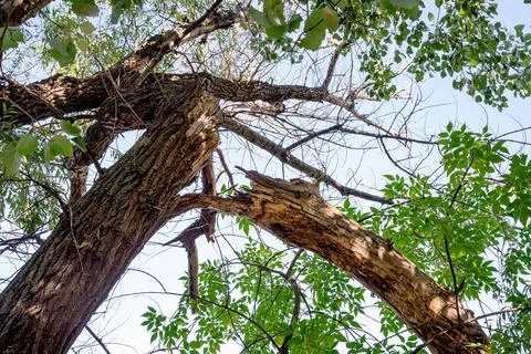  Tree Broken by the Wind Close up of a poplar tree broken by the wind Copy... Fotos Stock