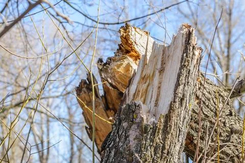Tree Broken by the Wind Close up of a tree broken by the wind Copyright: x... Fotos Stock