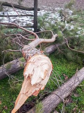 Tree broken by the wind fell and lay sits on the grass. Stock Photos