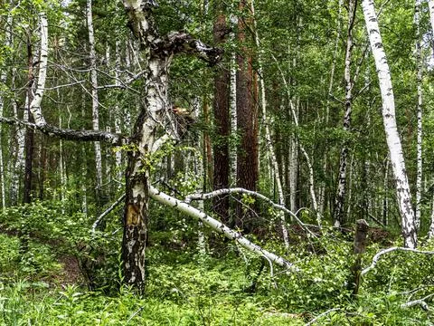 Tree broken by the wind in a mixed forest Stock Photos