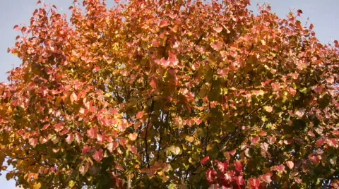 Tree to Brooklyn house pan Stock Footage 196505