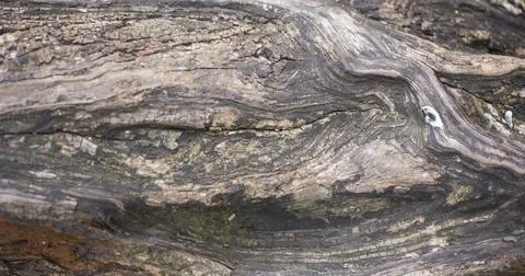 Tree brown bark texture with green moss Stock Photos