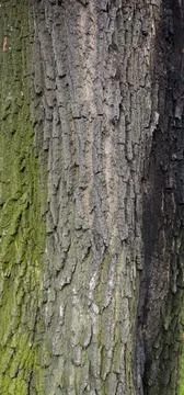 Tree brown bark texture with green moss Stock Photos