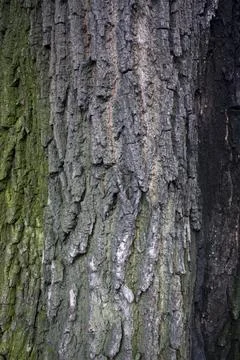 Tree brown bark texture with green moss Stock Photos