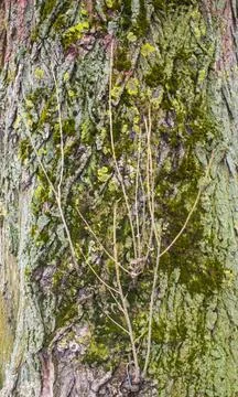 Tree brown bark texture with green moss Stock Photos