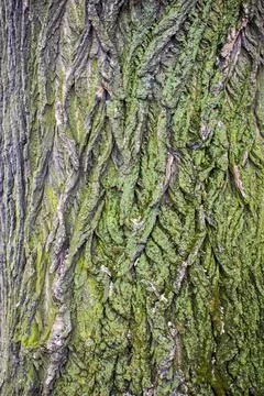 Tree brown bark texture with green moss Stock Photos