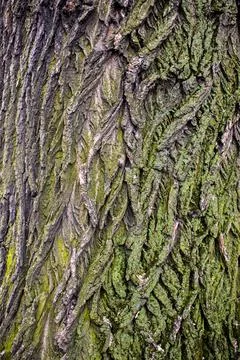 Tree brown bark texture with green moss Stock Photos