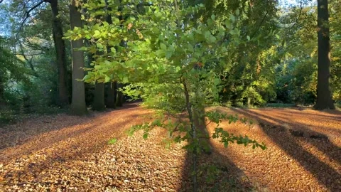 Tree Brown Green Leaves Walkback Fall Autumn Stock Footage 164665018