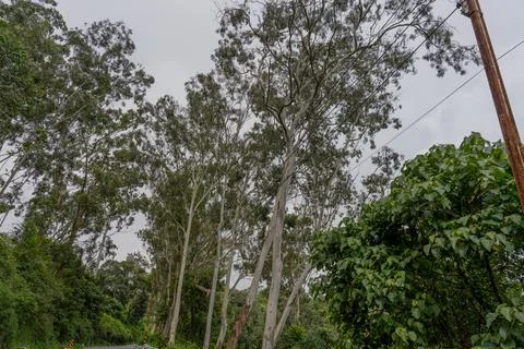 A tree with a brown trunk is in the middle of a forest Fotos Stock