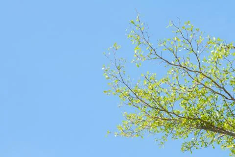 Tree brunch on blue sky Stock Photos
