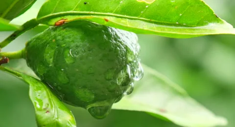 Tree brunch with lime fruit Stock Footage 62469865