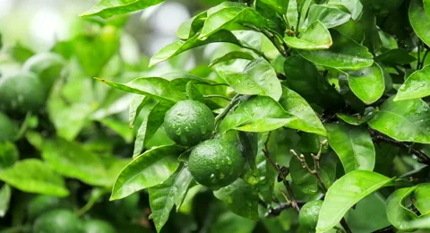 Tree brunch with lime fruit Stock Footage 62469882