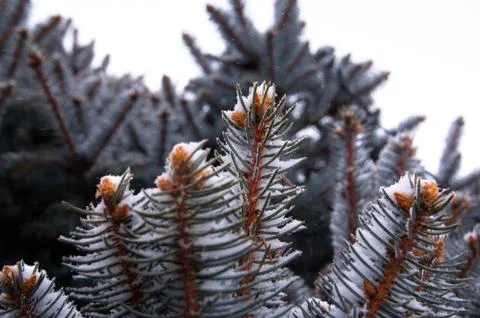 Tree brunch macro winter Fotos Stock