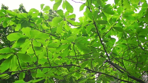 Tree brunches bottom wiev Stock Footage 65274444