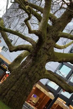 Tree brunches tripping amsterdam macro background fifty megapixels prints Stock Photos