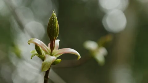 Tree bud 動画素材 130817557