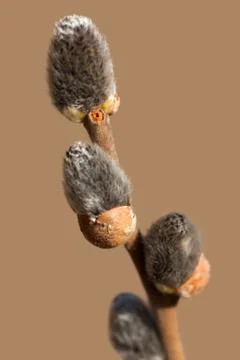 Tree bud growth Stock Photos