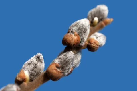 Tree bud growth Stock-Fotos