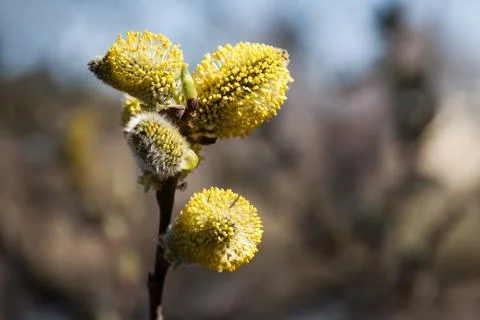 Tree bud growth Stock Photos