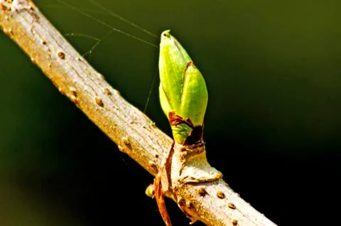 Tree bud Stock Photos
