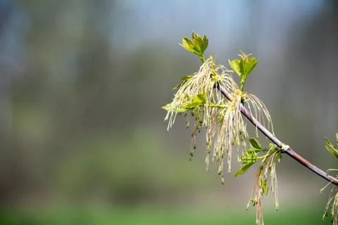 Tree bud Stock Photos