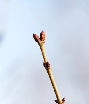 Tree bud Stock Photos