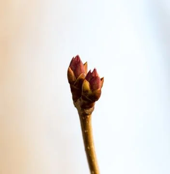 Tree bud Stock Photos