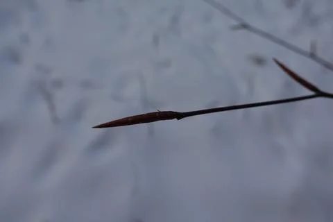 Tree bud Stock Photos