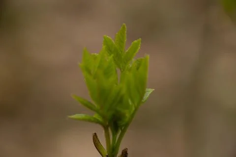 Tree bud Stock Photos