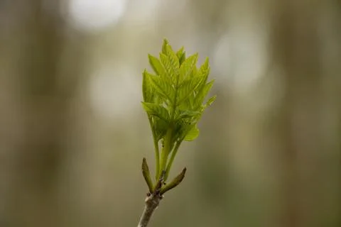 Tree bud Stock Photos